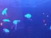 lifespan-aquarium21
