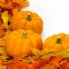 pumpkins-for-decoration-on-white